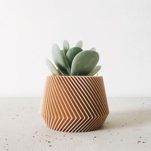 a potted succulent plant