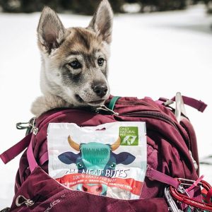 a puppy happily sitting in a backpack outside with a bag of treats