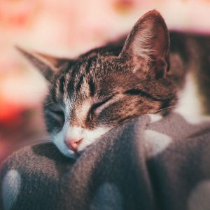 Photo of a sleeping kitten on a gray blanket