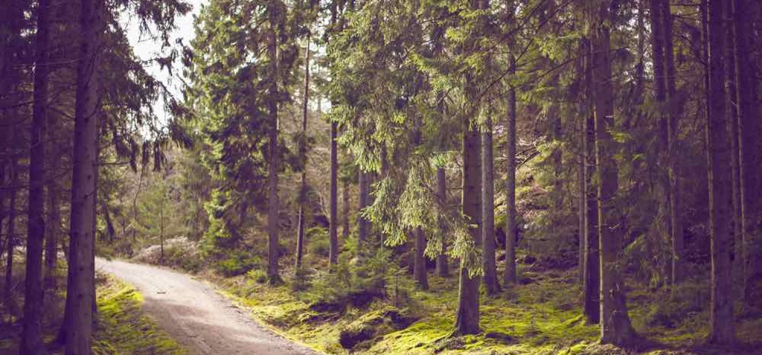 Photo of a gravel driveway through a green forest with tall trees